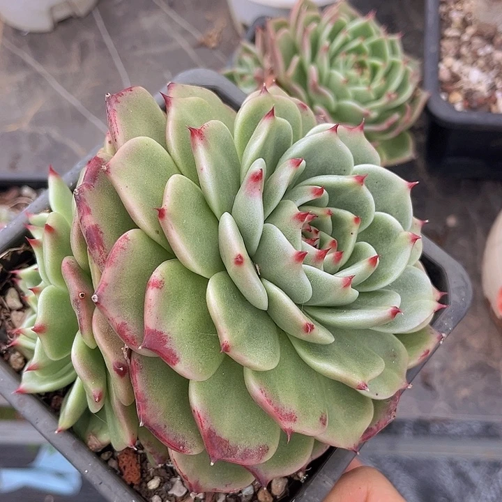 超级蓝龙2814多肉植物