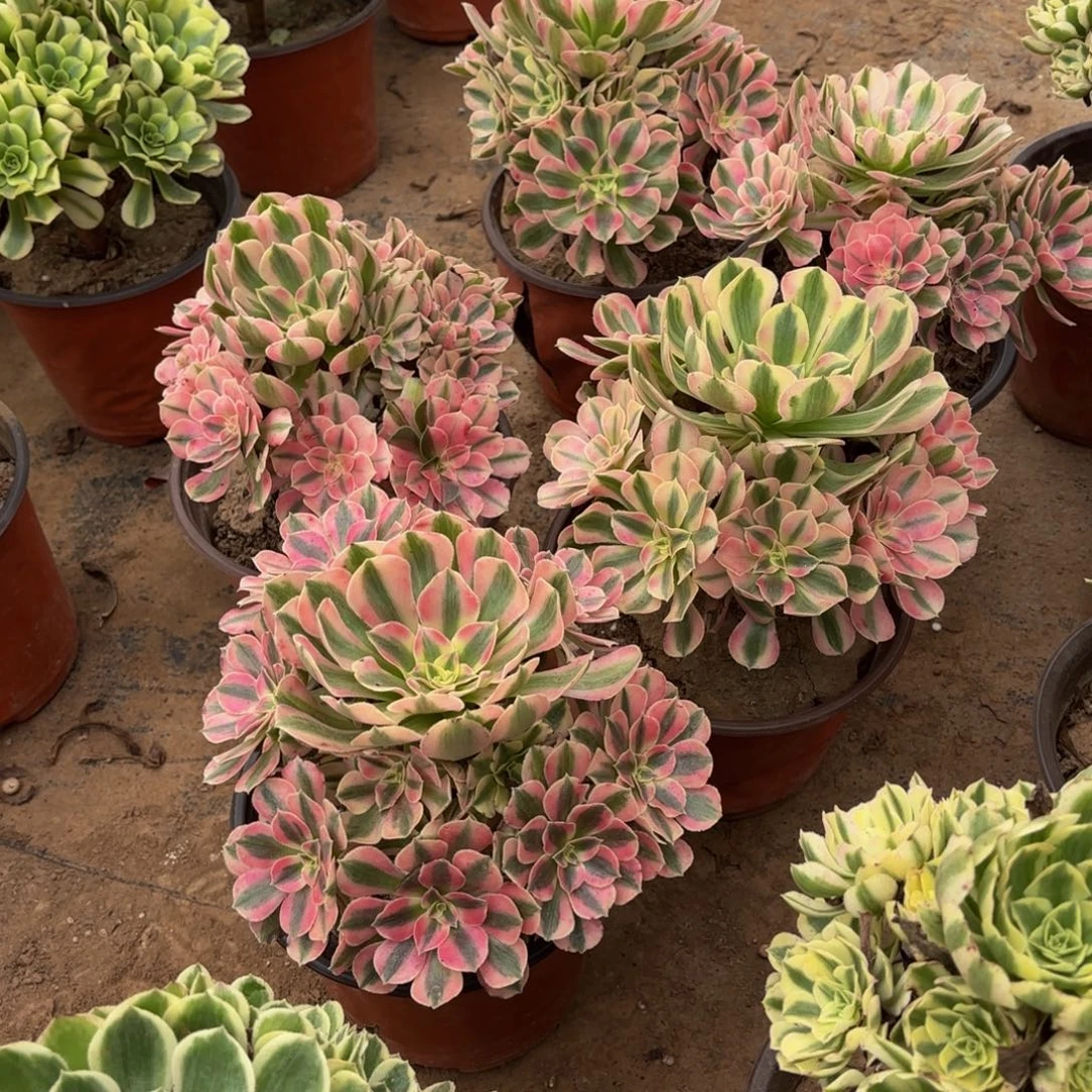 粉女巫手捧9.9多肉植物