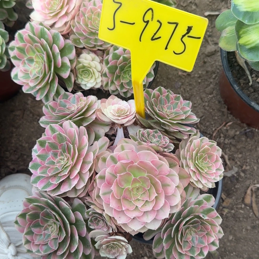 3-9275---倾城多头多肉植物