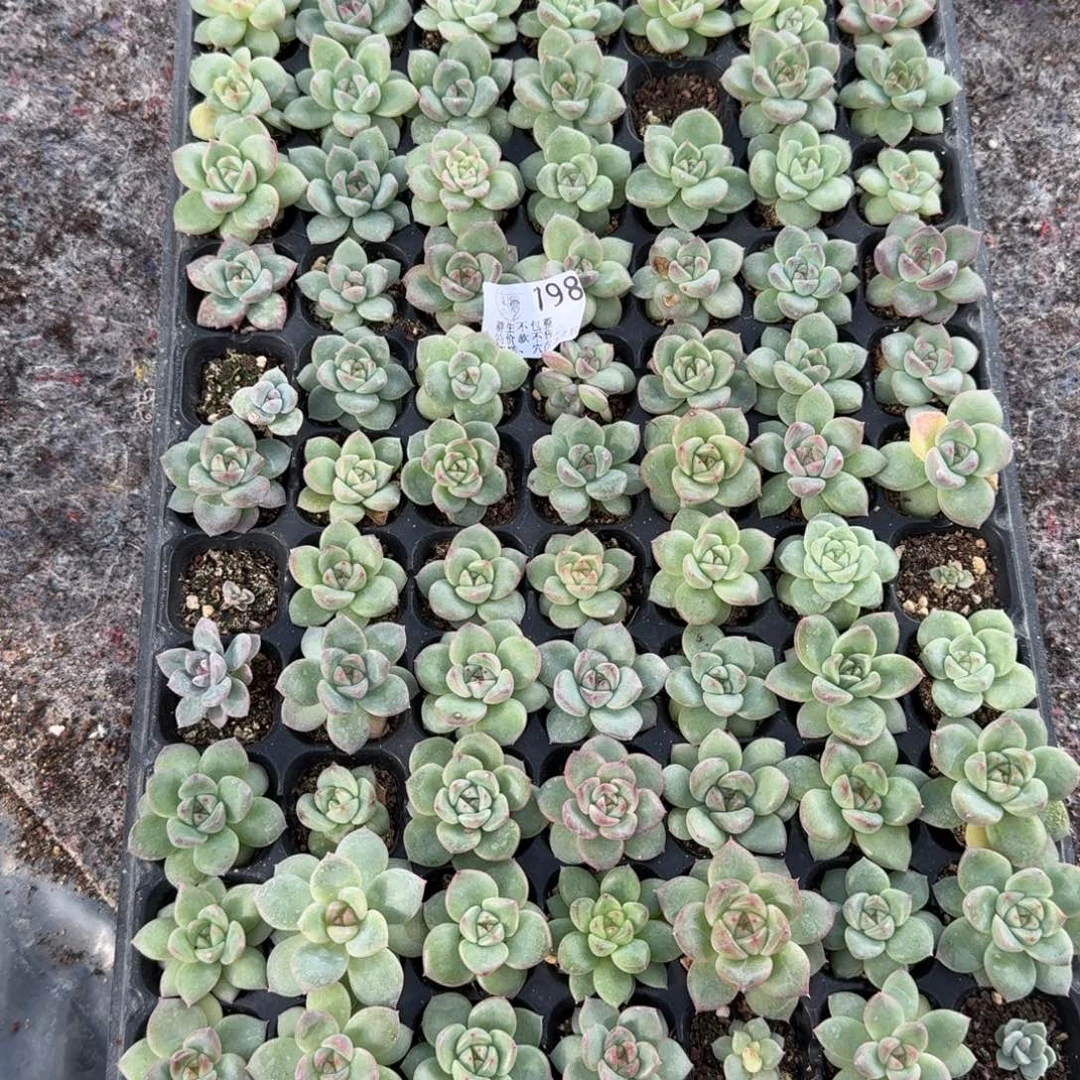 如图797播种麦芽糖穴盘不售后