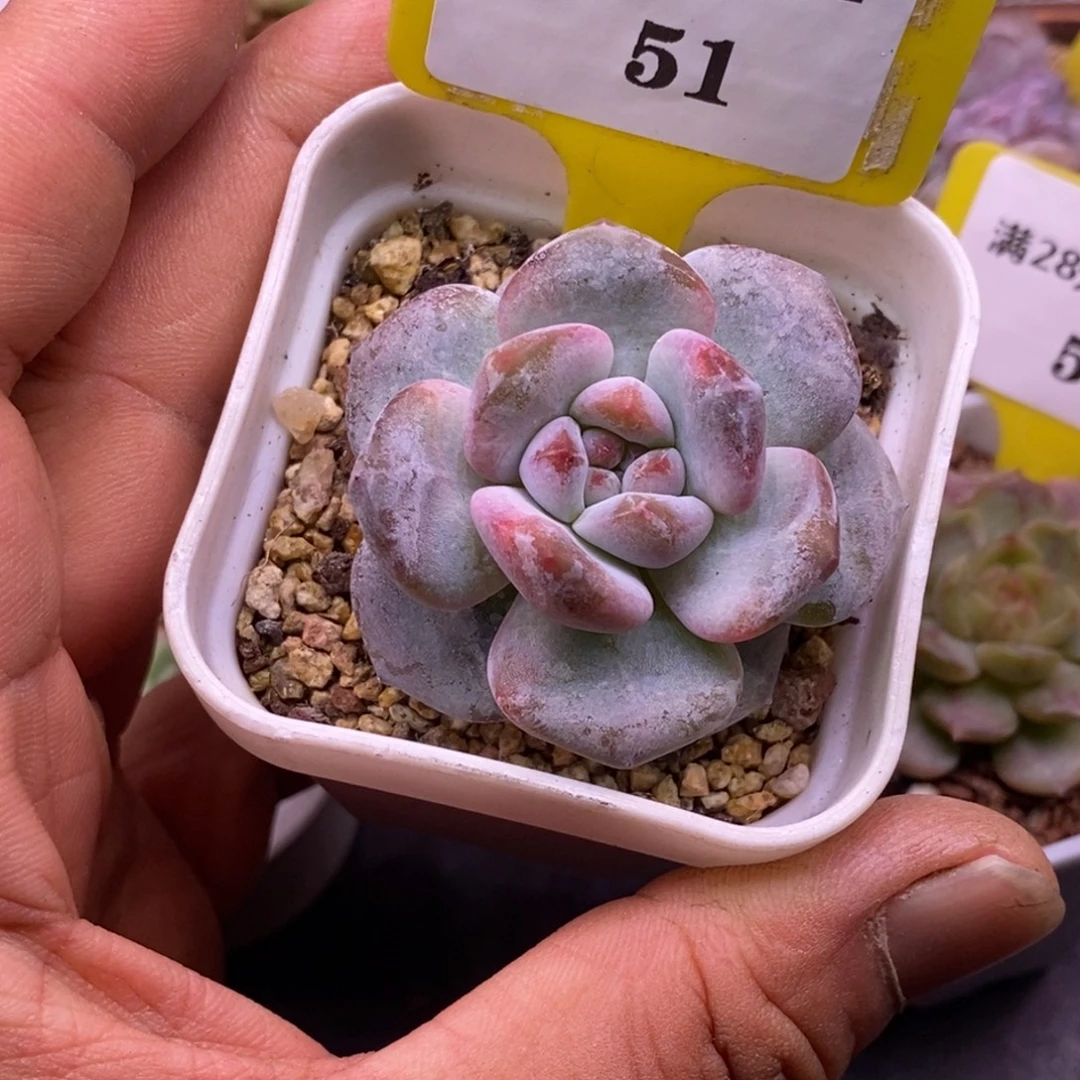 151精控石榴仔单头……