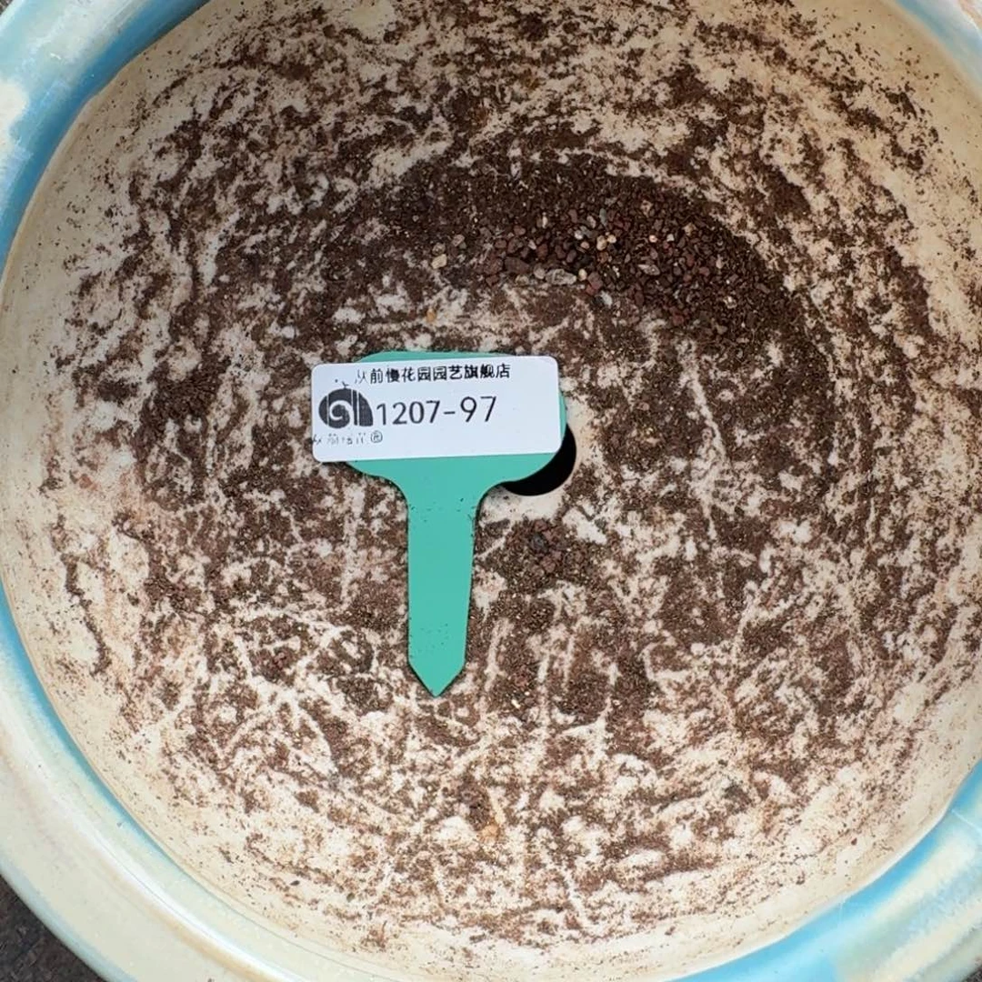 从前慢花园多肉编号1207.97