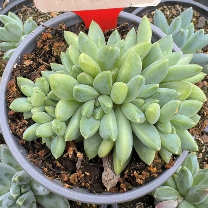 奶豆393多肉植物