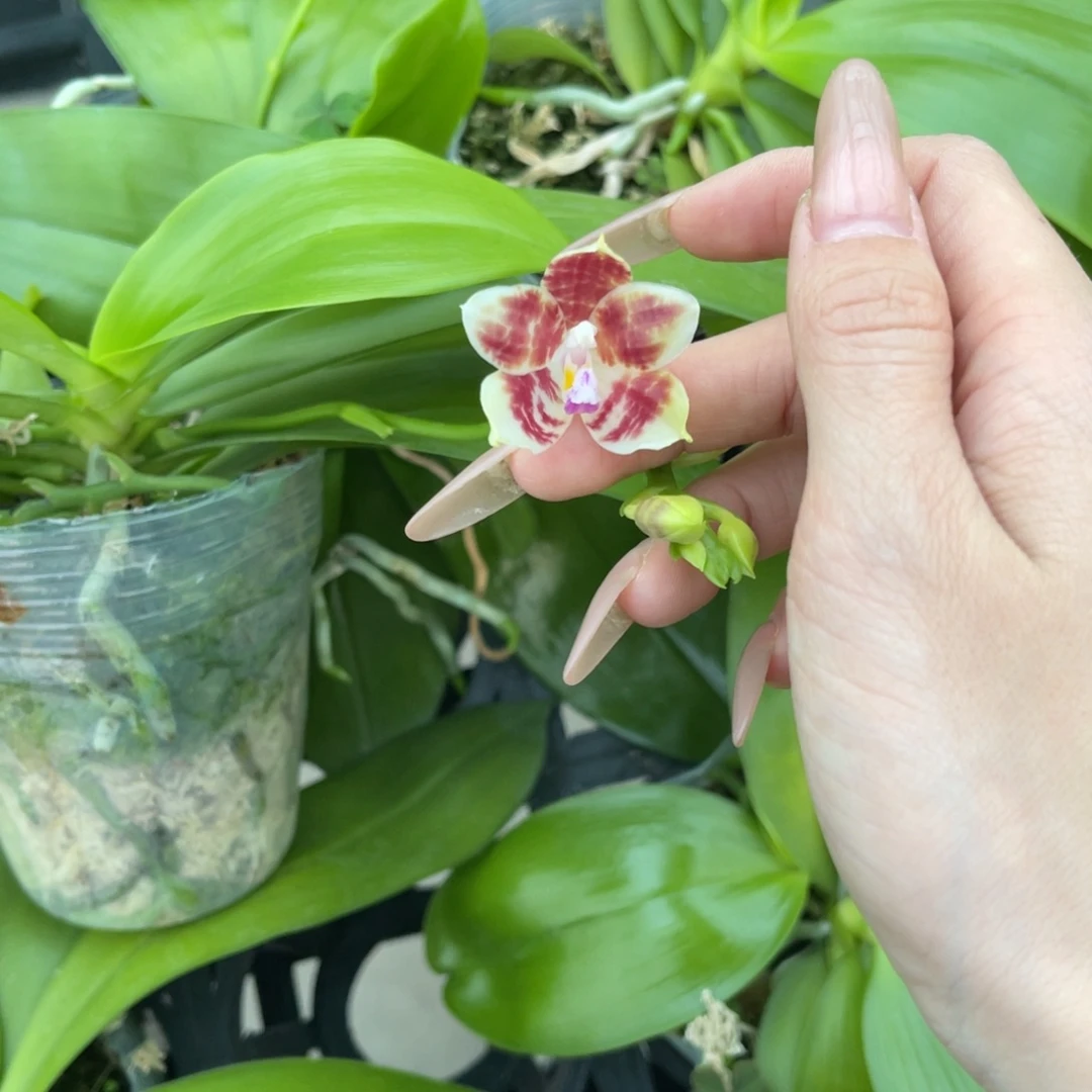 完全开放蘑菇盾蝴蝶兰