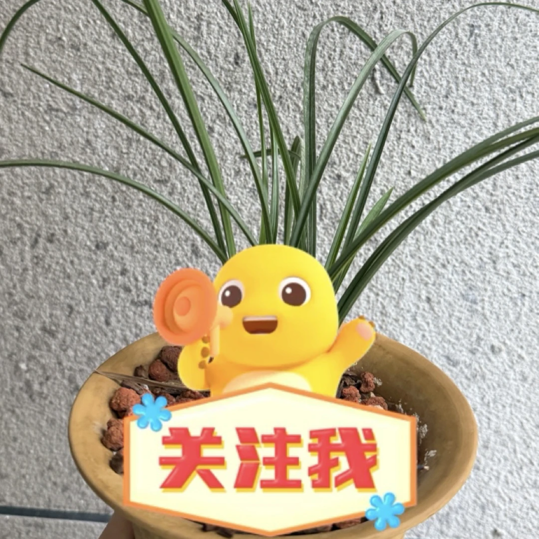 蕙兰艺草专拍链接