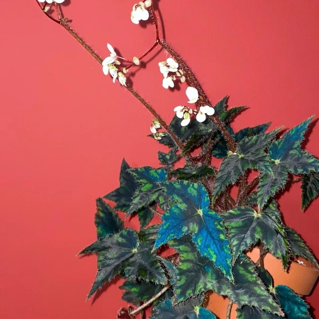 蝴蝶秋海棠 轻微叶损不包售后十度以下请拍保温棉