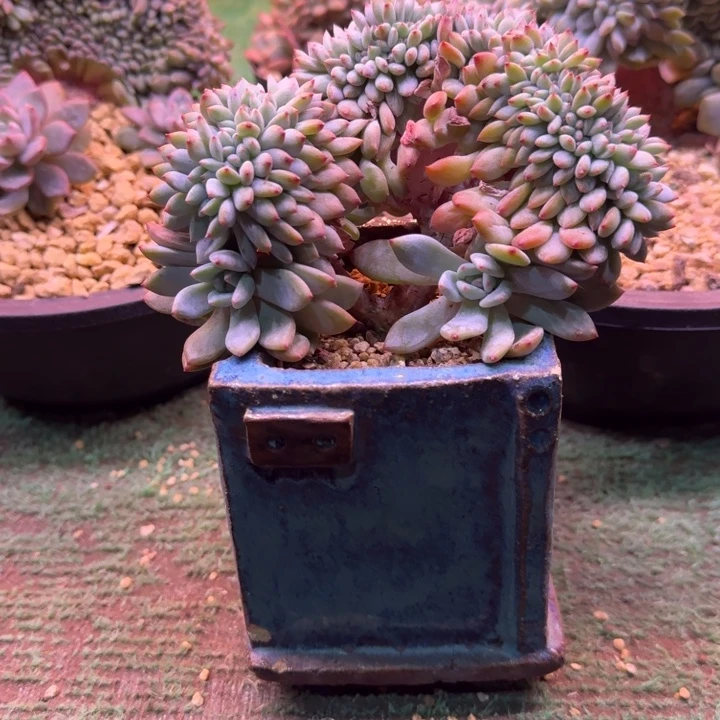 星影树缀无砍叶插