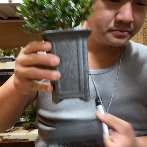 红陶一物一拍所见即所得193