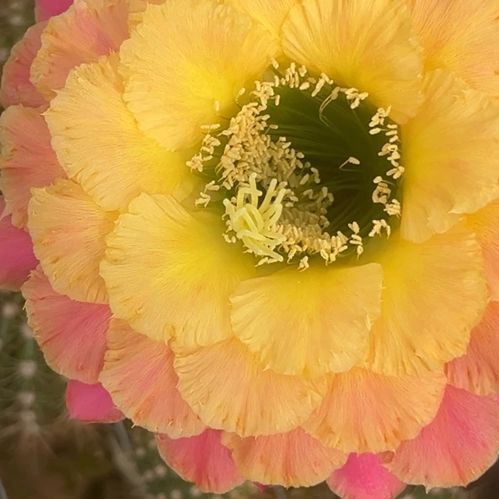 清清云彩侧牙瑕疵歪小球有黑点