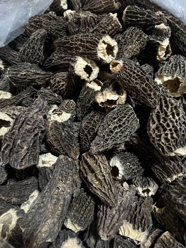 全剪六妹羊肚菌0617