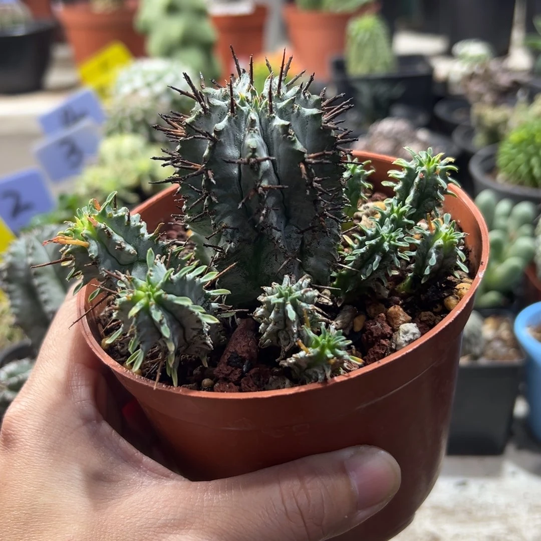 白衣魁伟玉带盆1111111