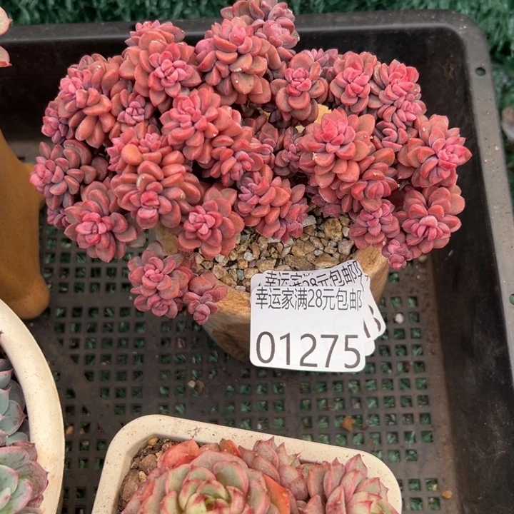 幸运的是我还在努力地幸运