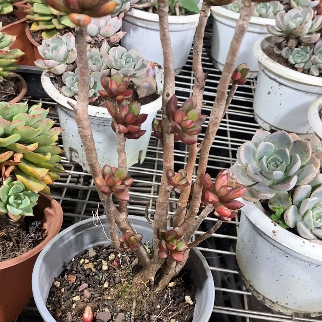 暗夜骑士1颗多肉植物