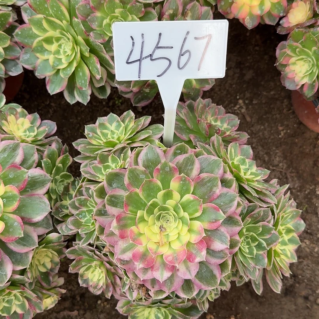 4567海王多肉法师多肉