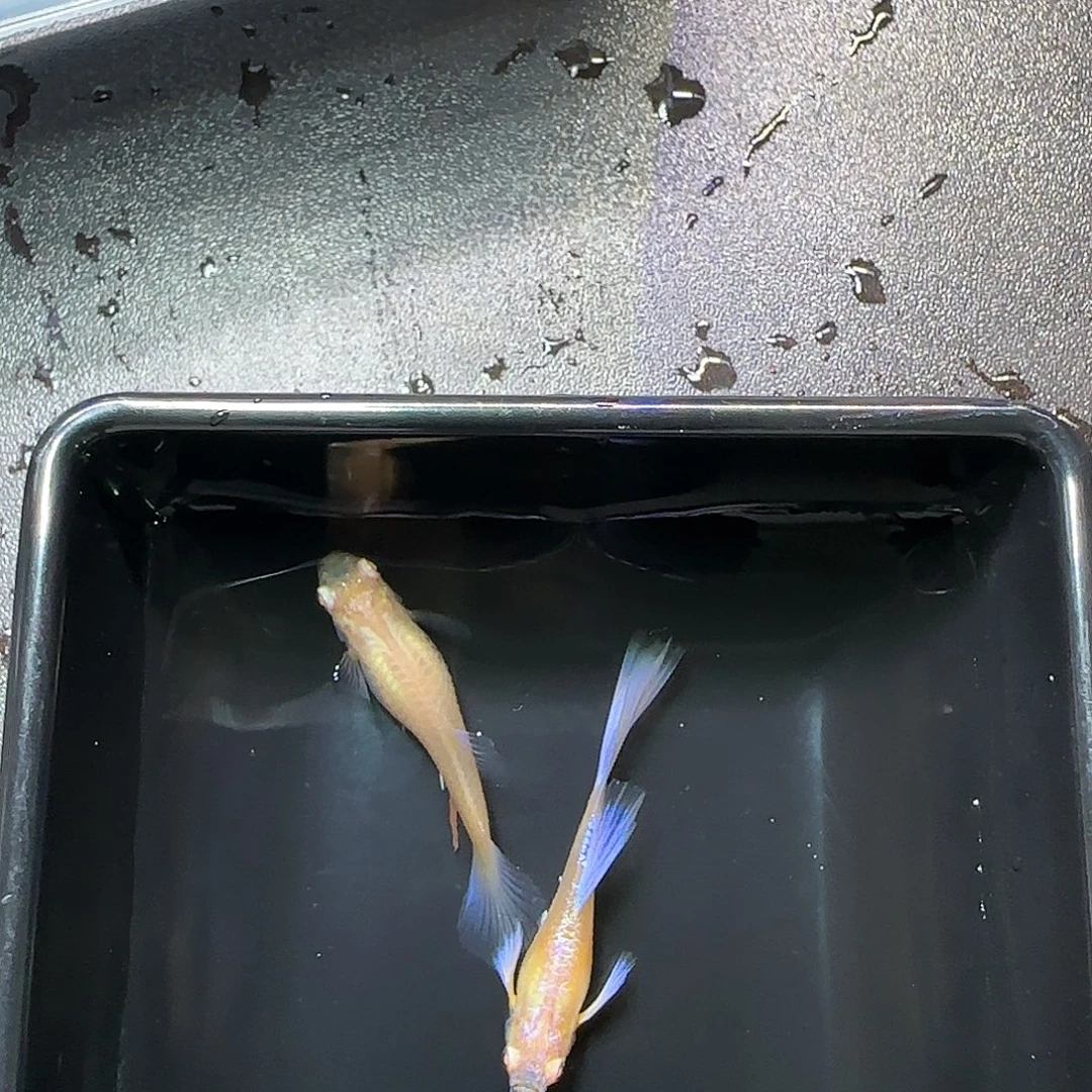 孔雀鱼紫白飞船一对，三个月