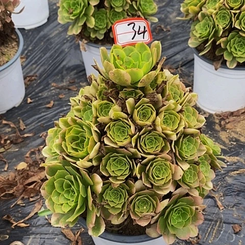 新尼亚老桩捧花34号