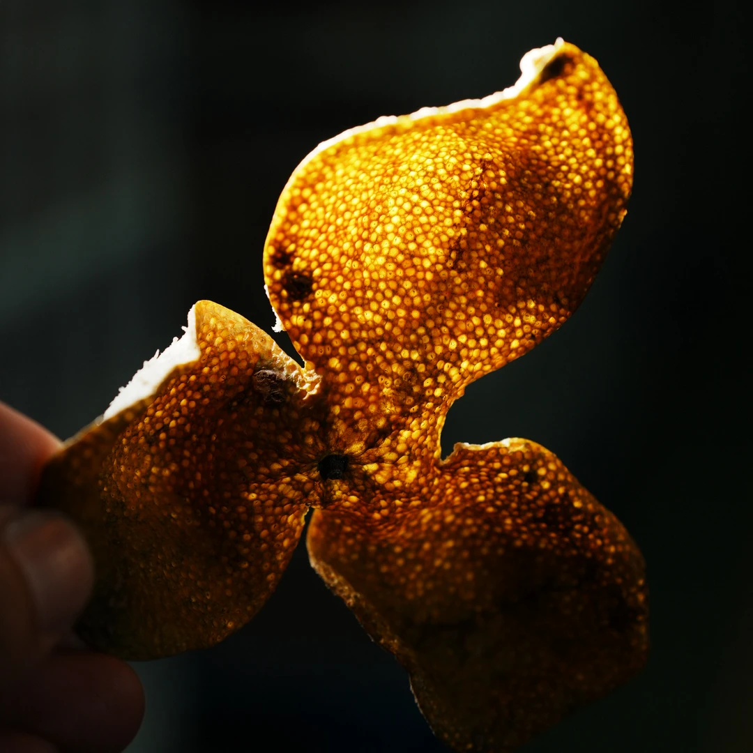 [学茶严选]2025年纯种（东甲）-新会陈皮 10斤