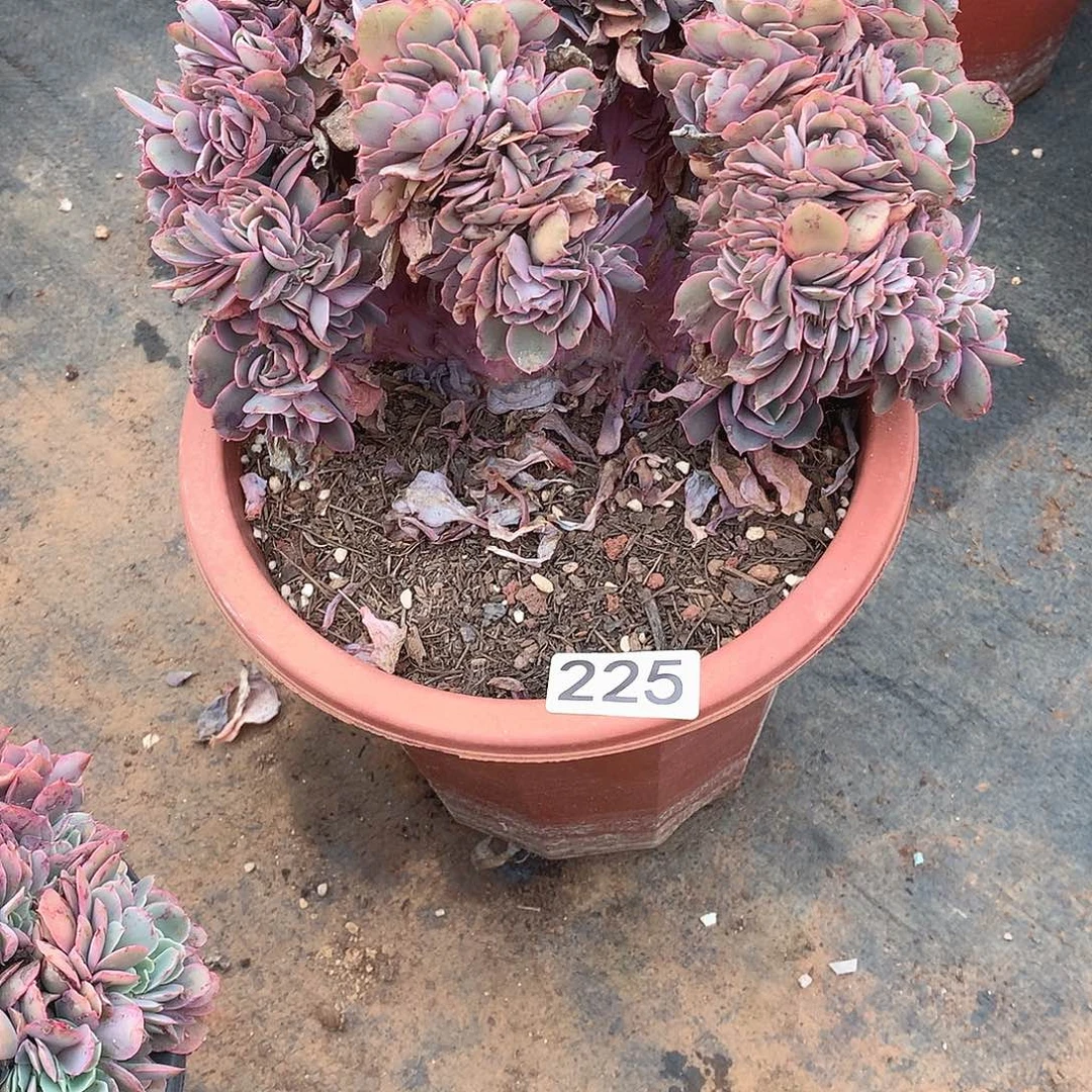 225凤克缀一物一拍多肉