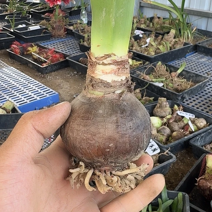 唐妃朱顶红7+一棵