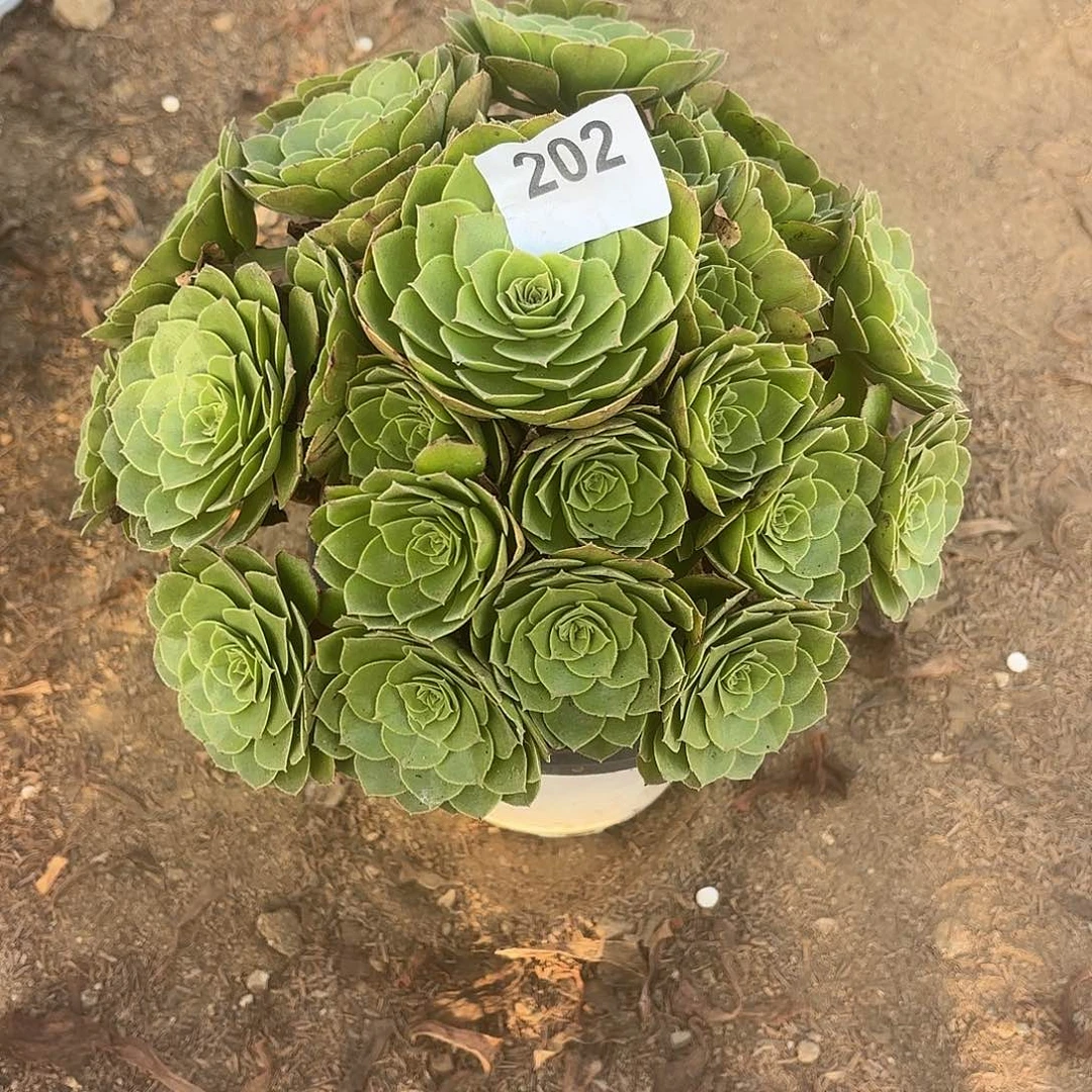 圣罗兰断枝不包202