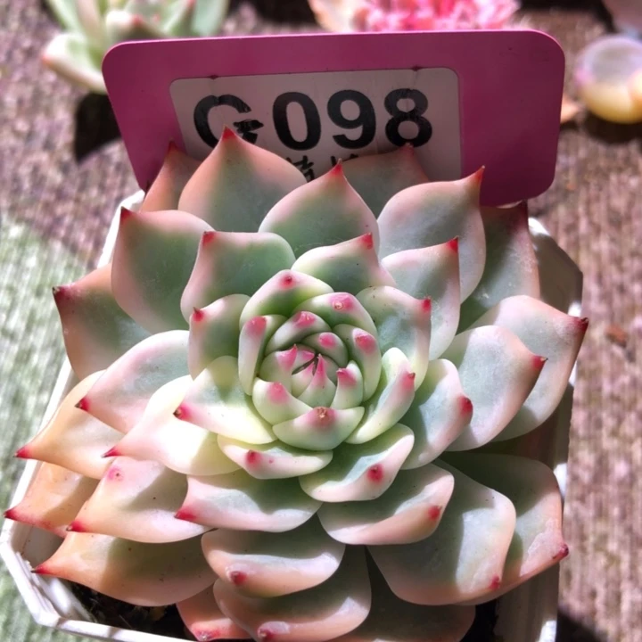 吉娃娃覆轮锦有根