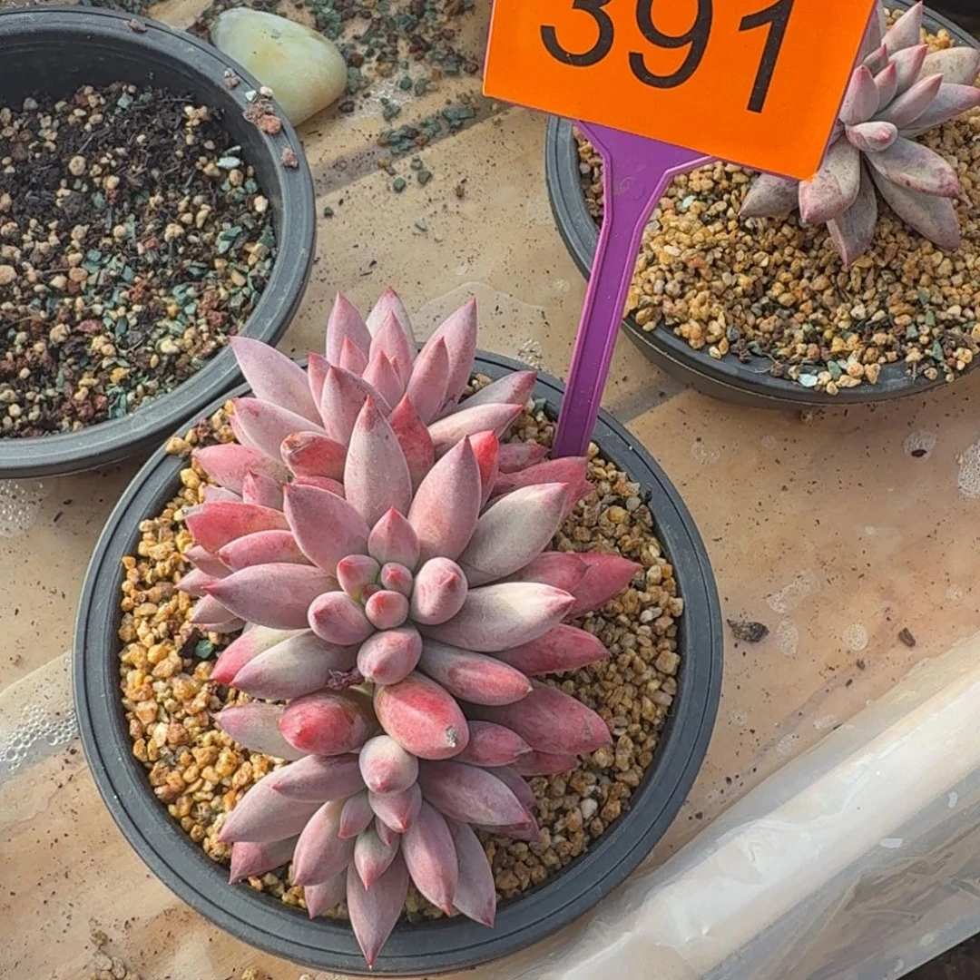 多肉植物虞美人391