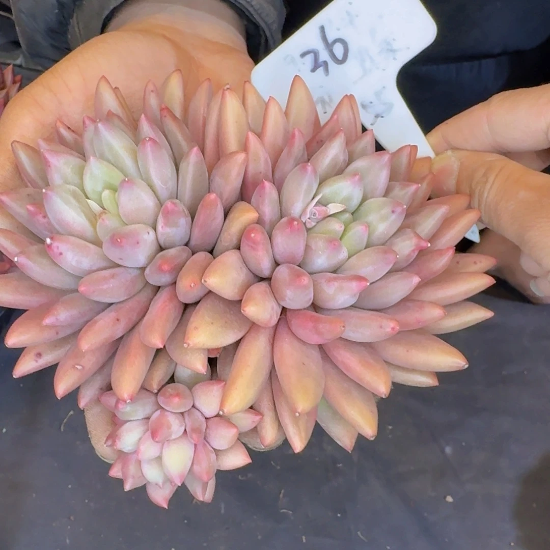 多肉植物的生长发育和生长