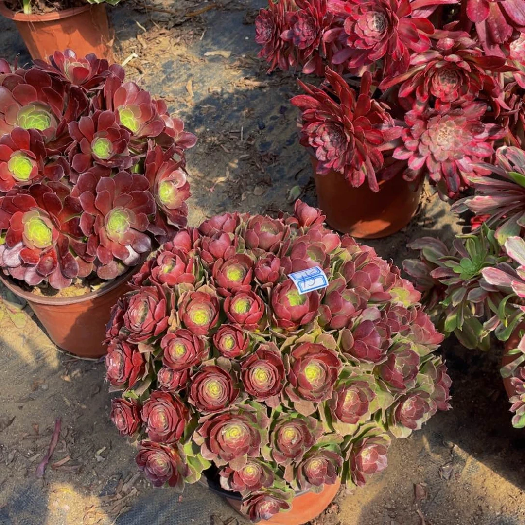 15鲜花老桩变色龙鲜花鲜花