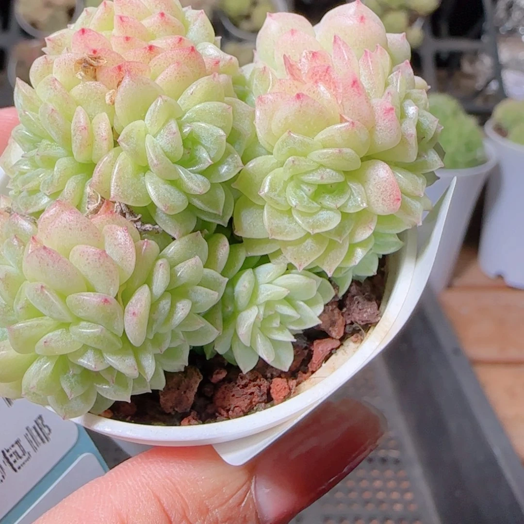 子***轩花语逸镜1101-205散