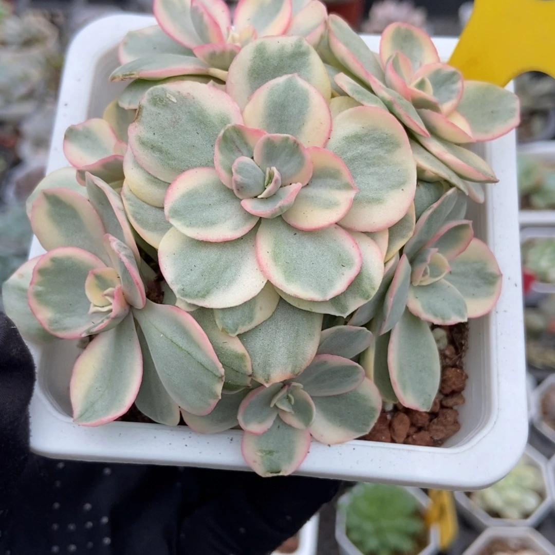 956秀妍锦多肉植物
