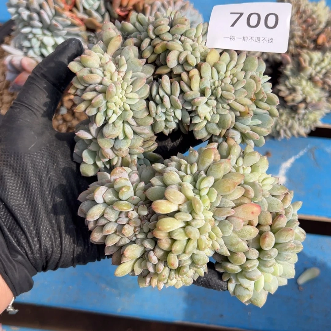 星影缀化小树朵朵