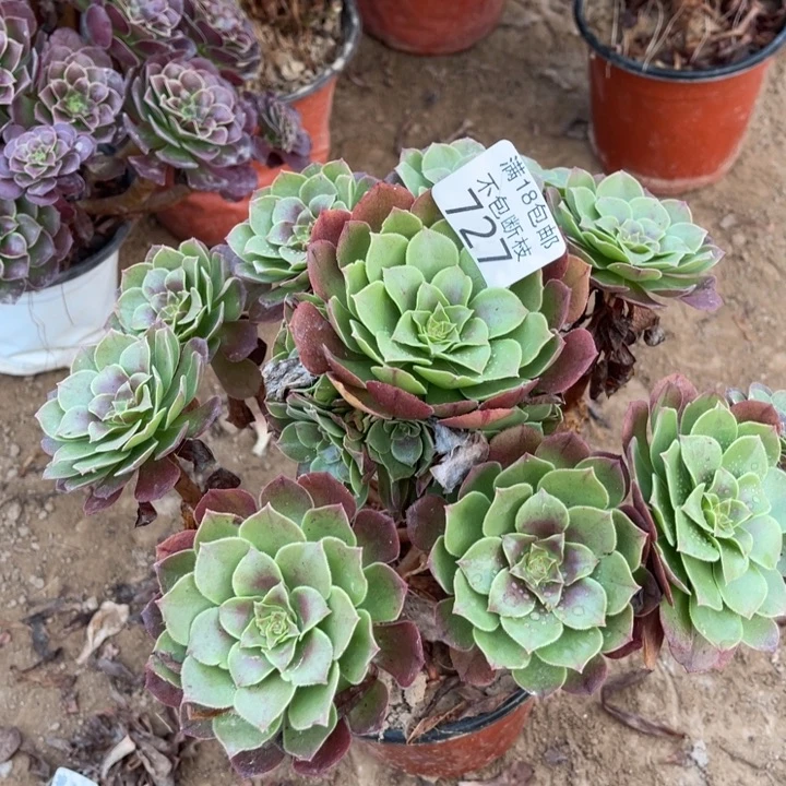 727万圣节手捧1号