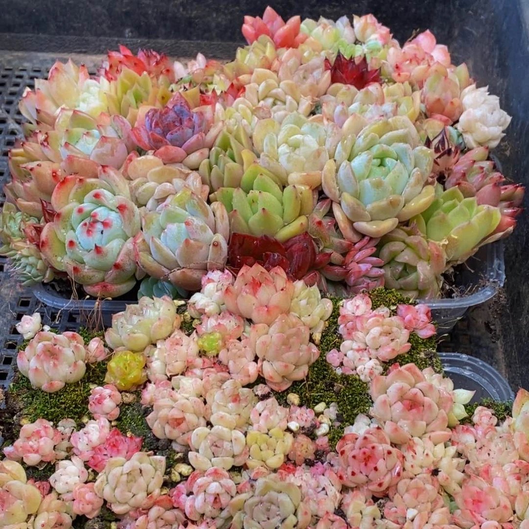 084多肉植物保护研究所所长助理