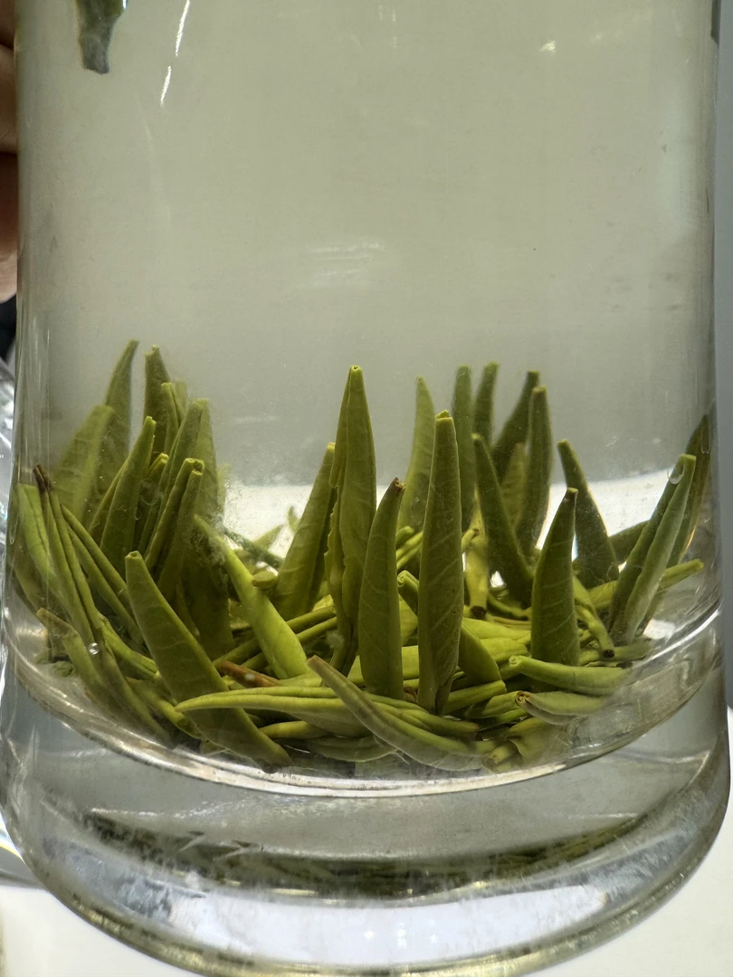 高山雀舌   独芽