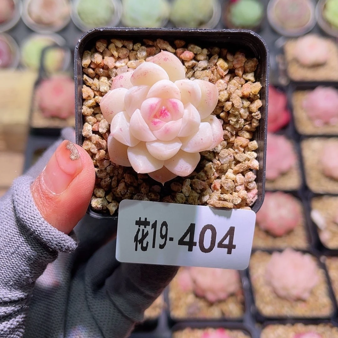 花19-404新品单头