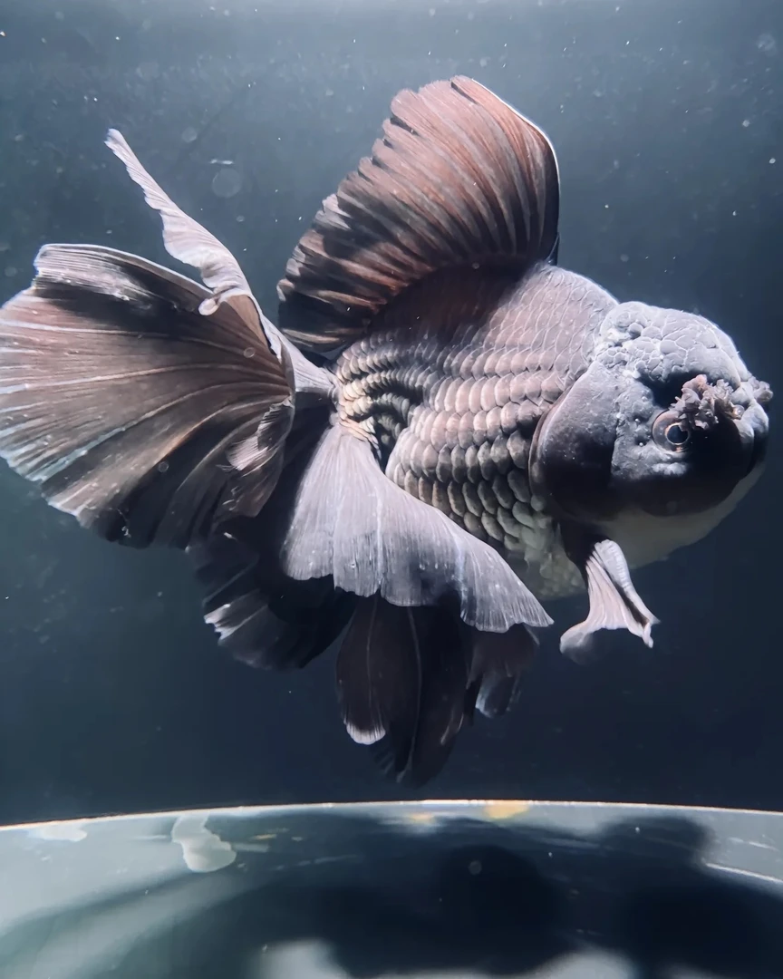 百褶泰狮金鱼活体淡水冷水观赏鱼好养耐（无开箱视频无售后）