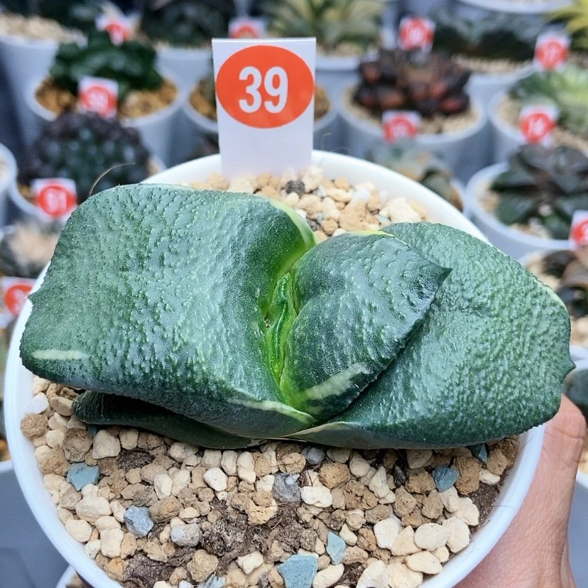【闪购商品】39实生卧牛