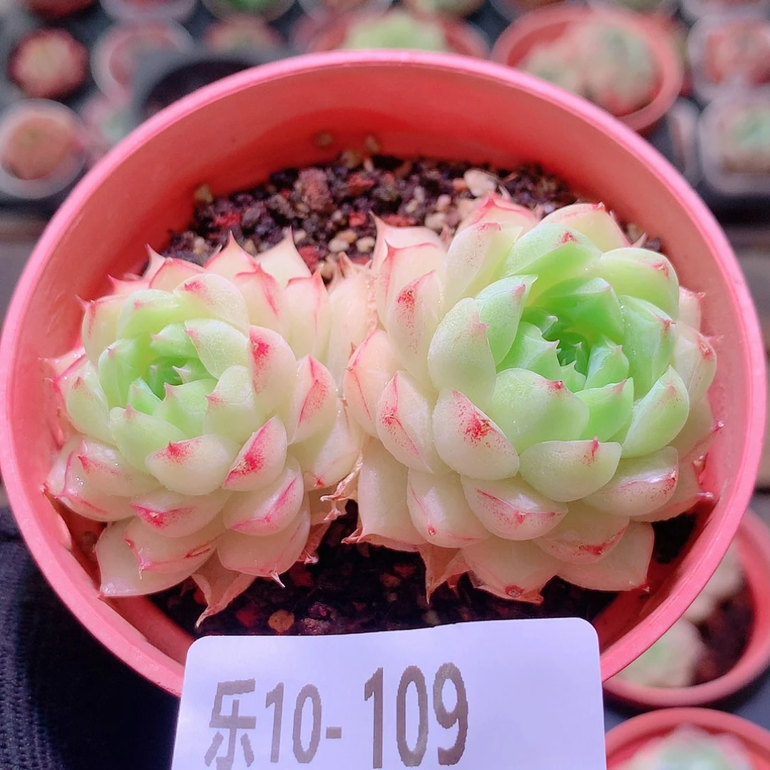 乐然10-109 女王双头