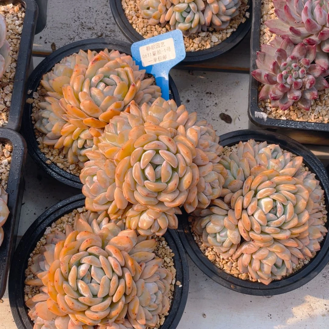 0611-1-开播福利手捧花梦露一颗