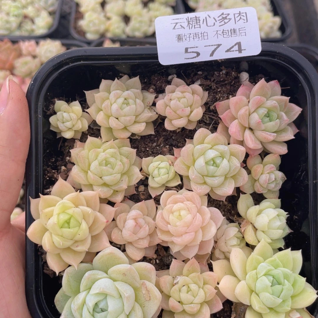 云糖心多肉植物574