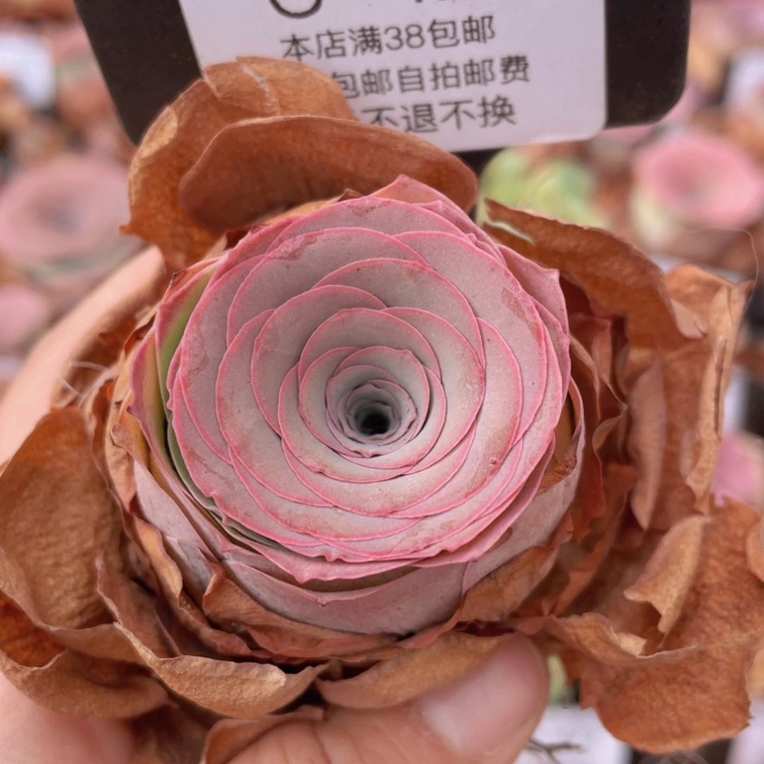 山地玫瑰C429裸根发货不售后