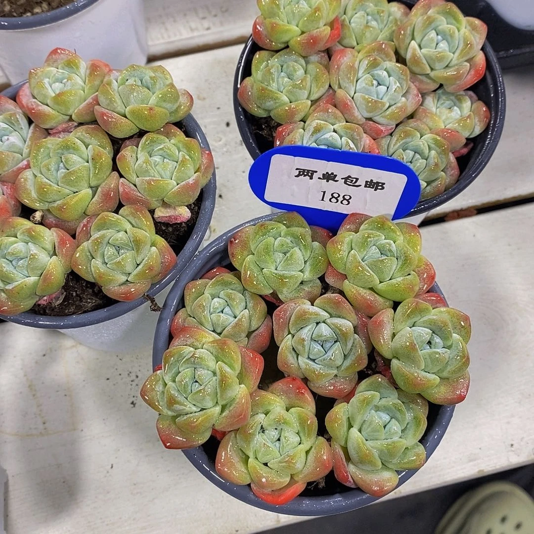 188-精品奶油冰玉一盒