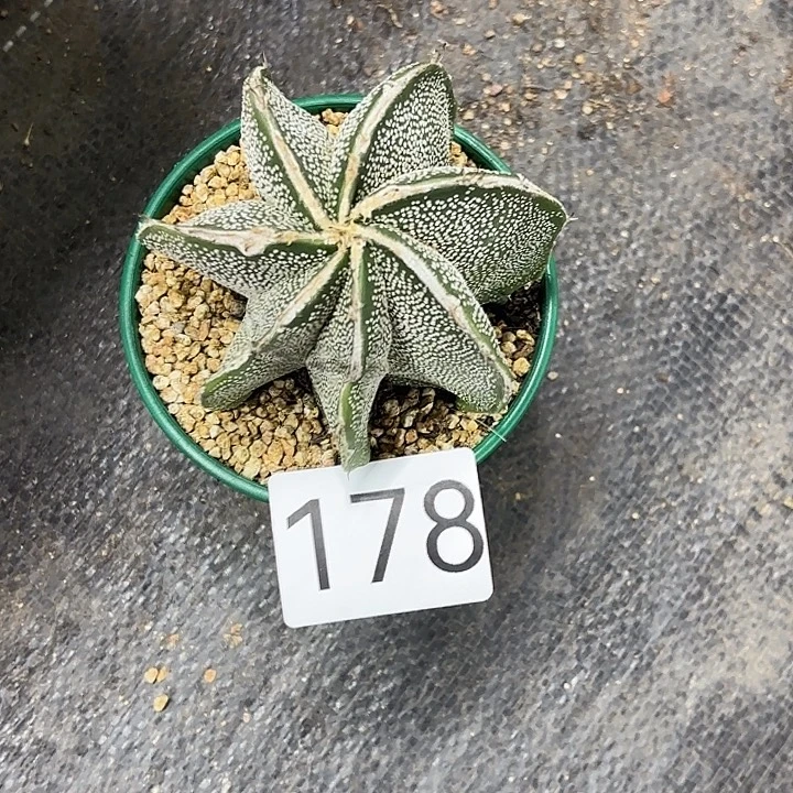 178。           一物一拍