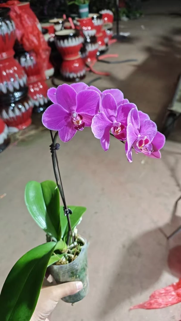 欢然花田培植蝴蝶兰（红蜻蜓）有花有花苞