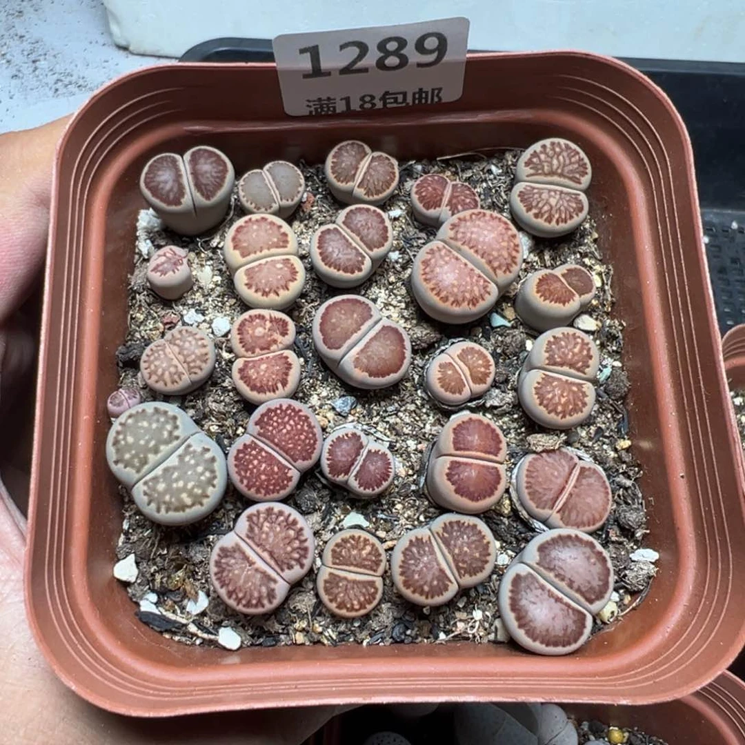 【闪购商品】 1289。