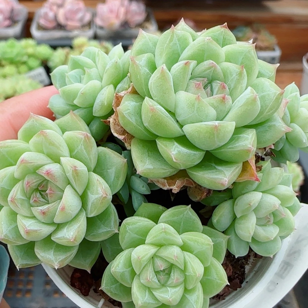 花语逸镜0922-318散