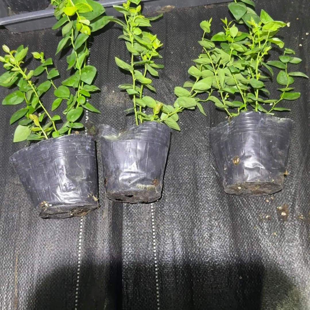 比安卡小钵三颗装无售后