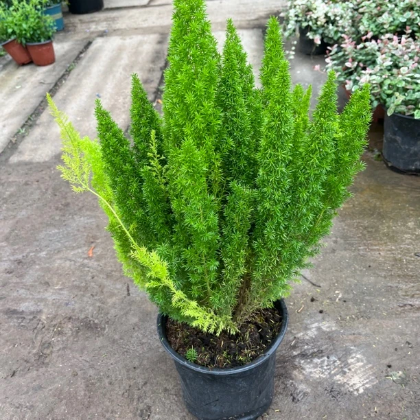 狐尾天门冬盆栽室内外花卉绿植物阳台庭院花园景观绿化耐寒九尾狐