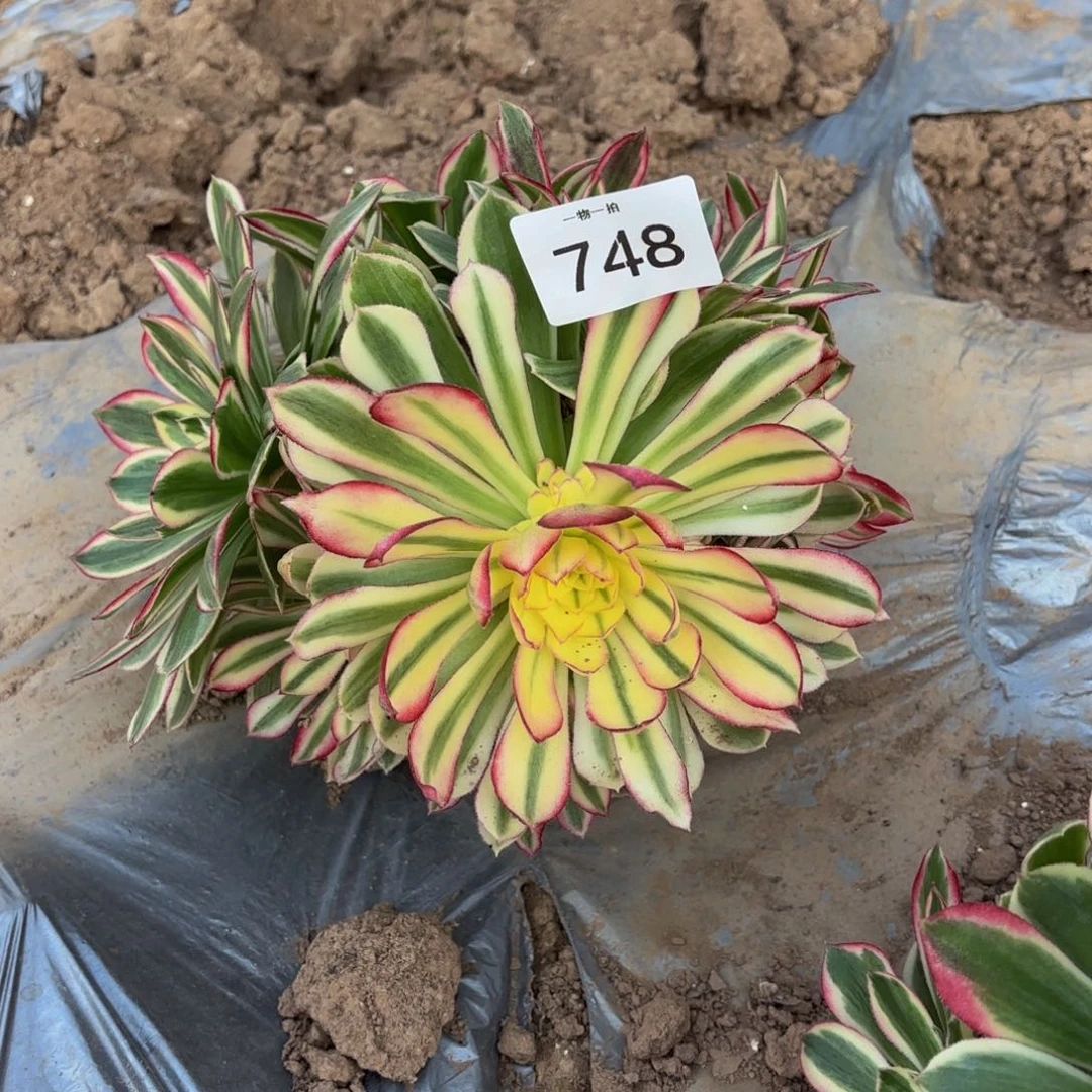 李***子玉芙蓉的748一物一拍一号捧