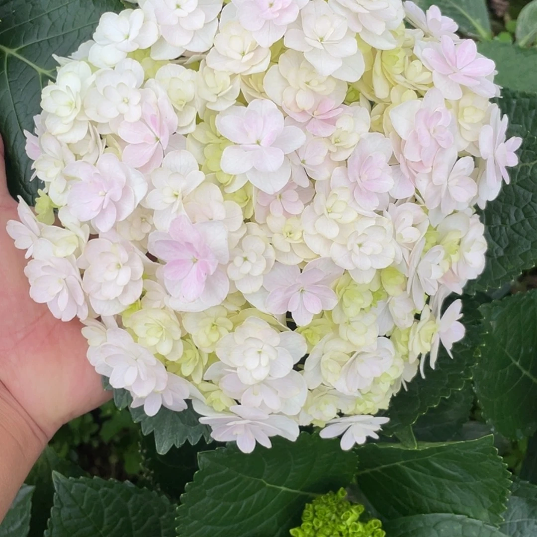 绣球切花一物一拍3枝起包邮，31